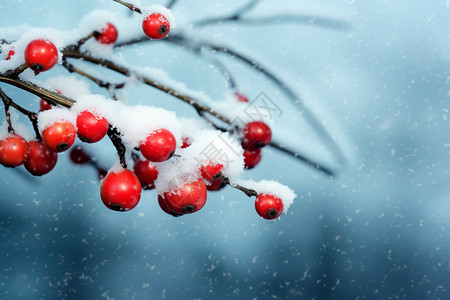 浆果上的雪背景图片