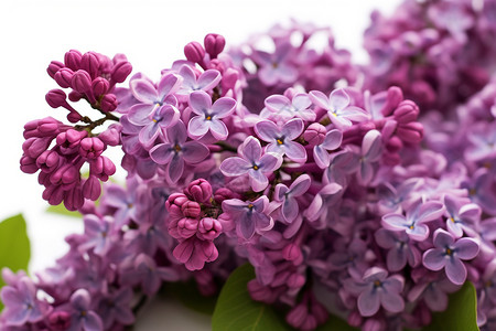 紫丁香花瓣背景图片