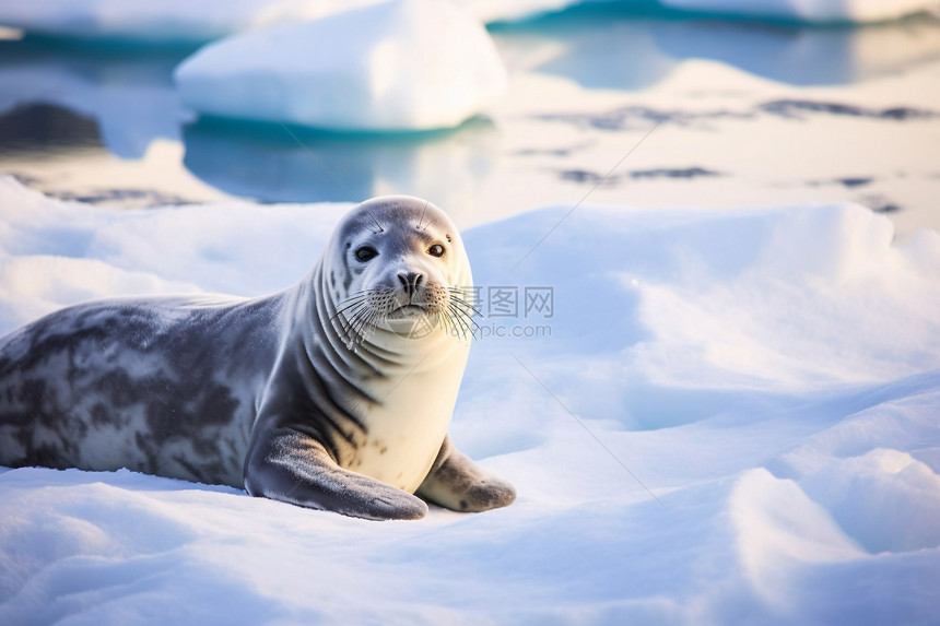 冬天海豹野生动物图片