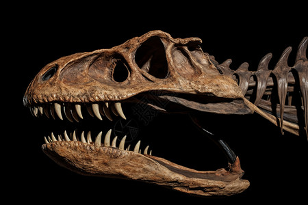 颚骨恐龙化石背景