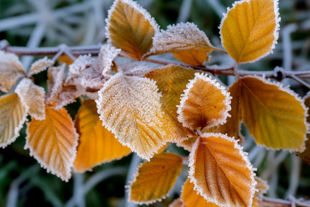 结霜的叶子棕色的叶子高清图片
