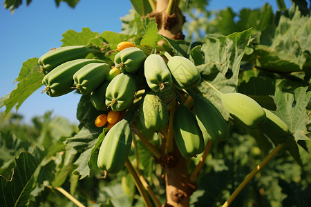 人工种植的木瓜背景图片