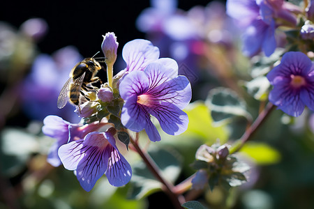 夏季美丽的紫色小花图片