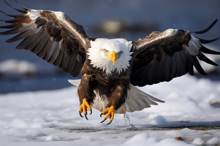 雪地里飞行的老鹰图片