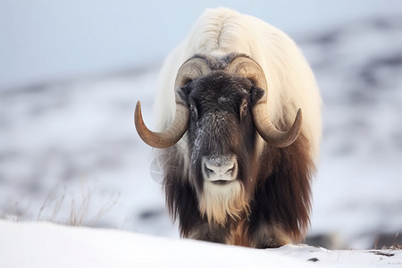 雪地里的北极麝牛背景