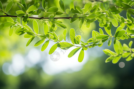 稚嫩的植物枝条背景图片