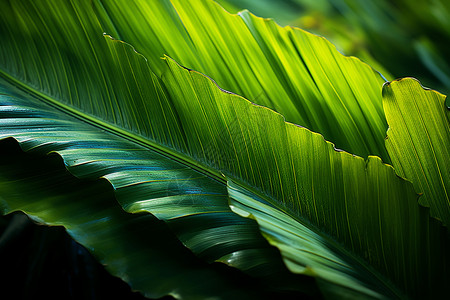 自然雨林里的棕榈图片