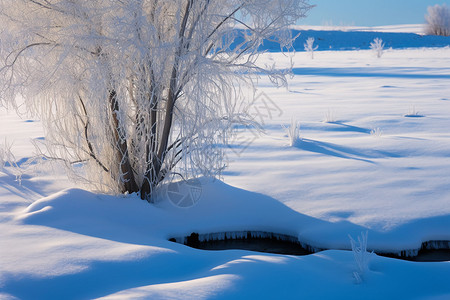 冬天的雪景寒冷的白天高清图片