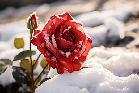 簇拥红色月季花大雪里傲然挺立的红色月季花背景