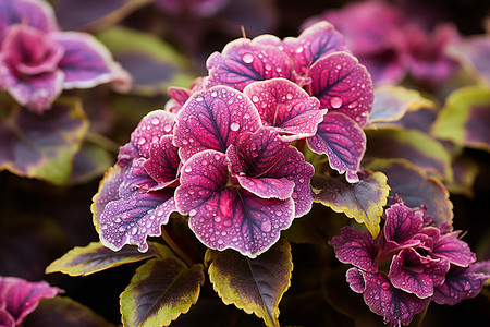 花园里的紫苏叶高清图片