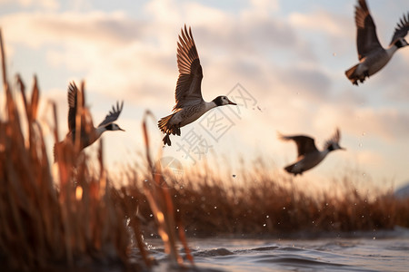 美丽翅膀飞向自由的动物背景