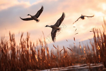 野鹅小龙年轻的动物飞向天空的动物背景
