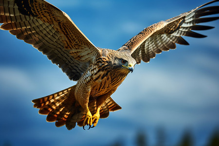 捕食者猎物发现猎物的雄鹰背景