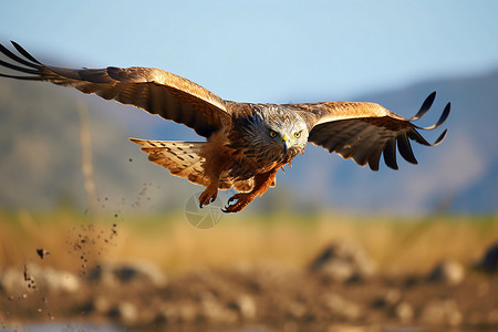 双翼矫健强劲的雄鹰背景图片
