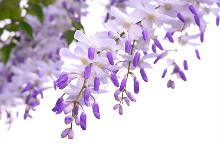 植物花藤木牌紫色的紫藤花背景