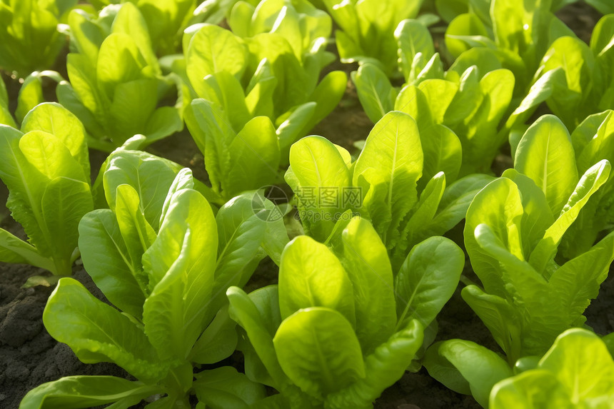 菜园里新鲜的蔬菜图片