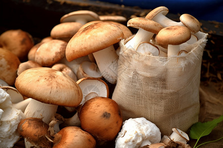 秋季的蘑菇新鲜的天然真菌食品背景