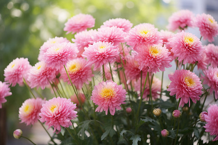 粉色的菊花图片