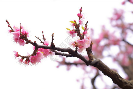 传统的樱花图片