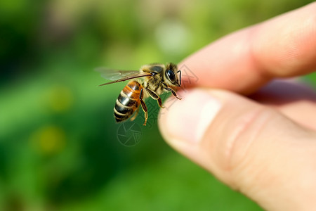 养殖蜜蜂昆虫采蜜人高清图片