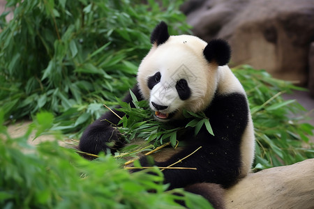可爱熊猫吃竹子正在吃竹子的大熊猫背景