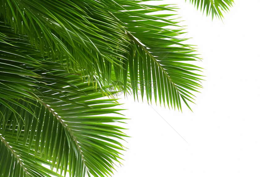 翠绿的棕榈树叶图片