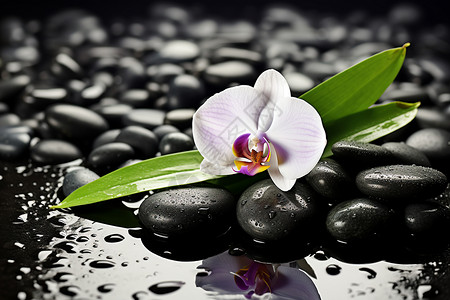 黑色鹅卵石上的花朵背景图片