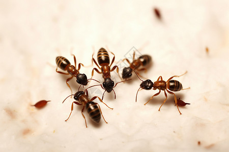核攻击野生昆虫蚂蚁背景