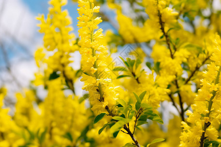 黄色的连翘开花连翘高清图片