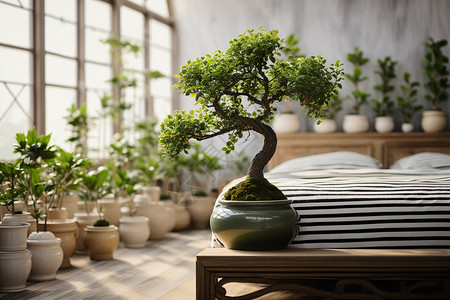 室内的植物背景图片