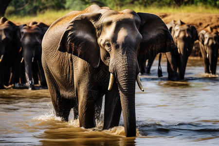 外出喝水的野生大象图片