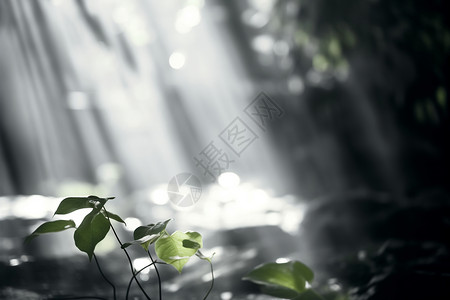 阳光明媚的森林创意背景图片