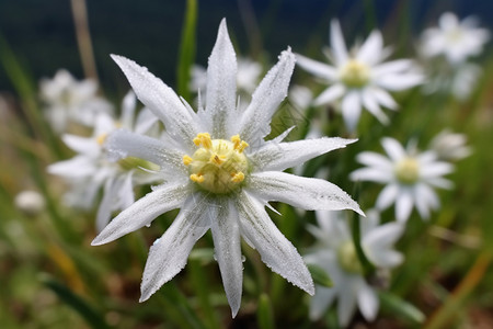 高原地区的雪绒花高清图片