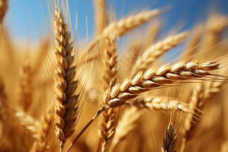 金色饱满小麦颗颗饱满的水稻背景
