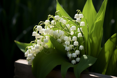 植物素材铃兰洁白芬芳的铃兰花背景