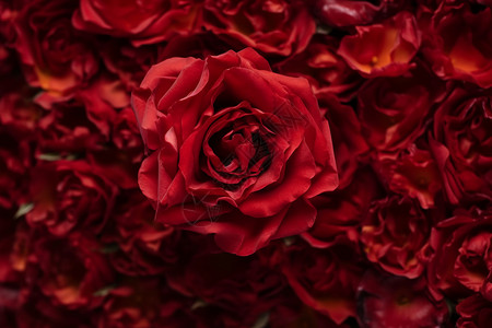 情人节浪漫的玫瑰背景图片