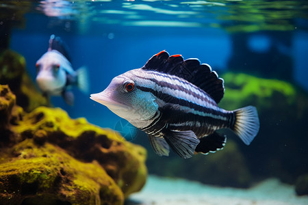 水族馆中的蓝色热带鱼图片