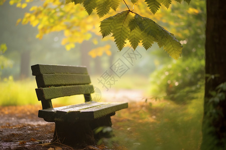 夏季森林公园中的座椅背景图片