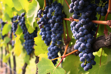 乡村果园中的成熟葡萄背景图片