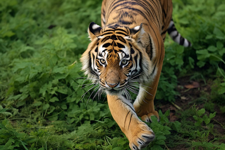 老虎虎年虎头豹图案濒危的野生动物背景