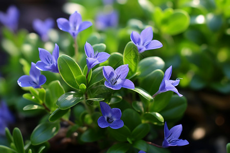 蓝色花朵的植物背景图片