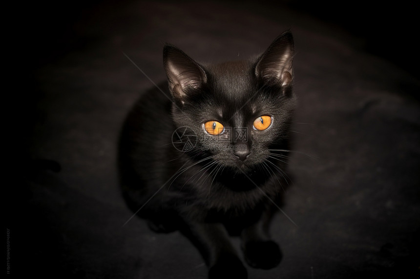 眼睛发亮的黑猫图片