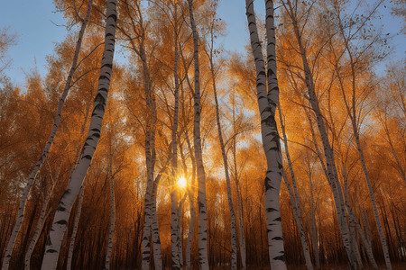 日落的白桦林图片