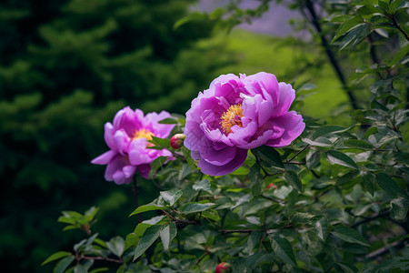 户外美丽的花朵背景图片