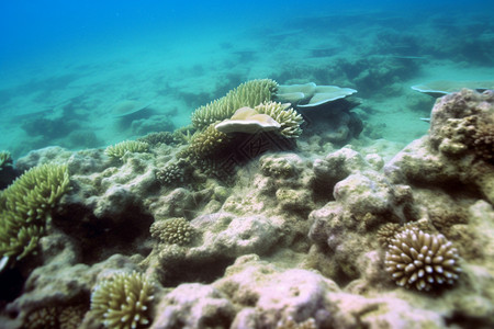 水下的海底生物图片