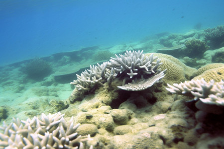 海底多样性的生物高清图片