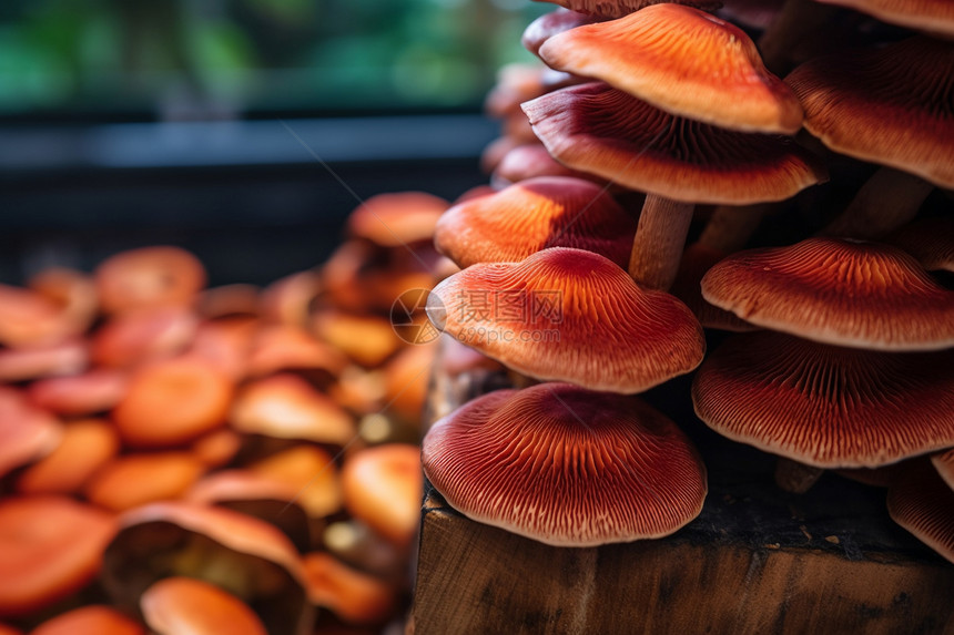 自然健康的蘑菇图片