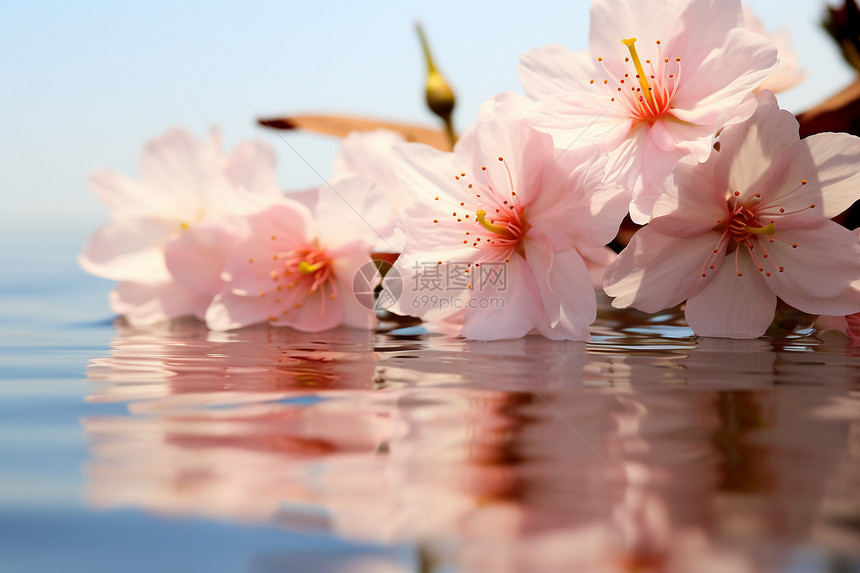 水面上美丽的粉色花图片