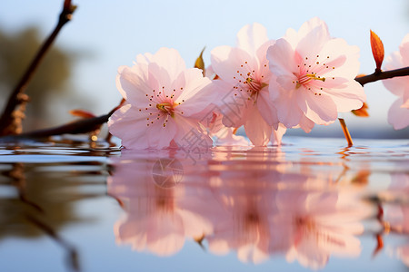 水面上美丽的樱花图片