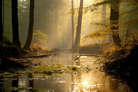 早晨的树林背景图片